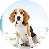 Pet Comfort Accessories