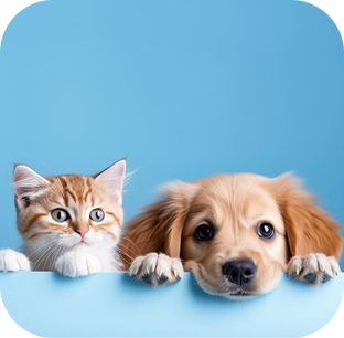 Pet Lifestyle